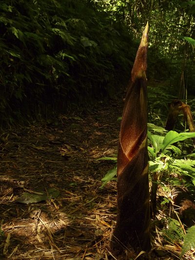 Guadua angustifolia, photographed by Oscar Marín