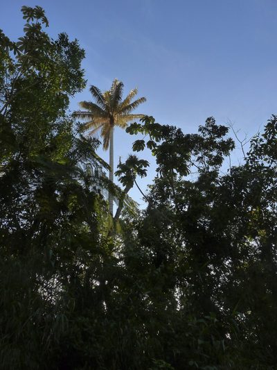 Ceroxylon alpinum, photographed by Oscar Marín