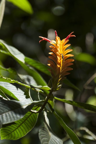 Aphelandra flava, photographed by Oscar Marín