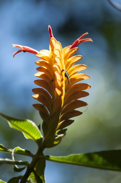 Aphelandra flava, photographed by Oscar Marín