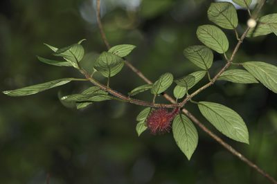 Alloplectus weirii, photographed by Oscar Marín