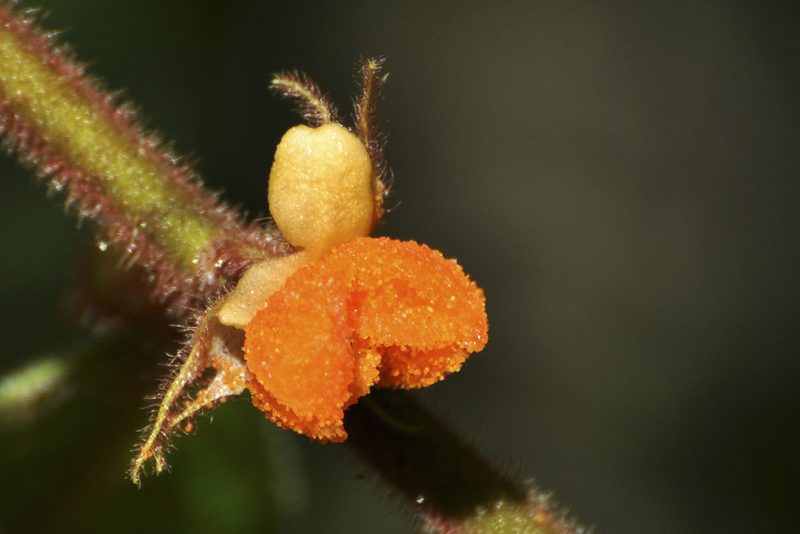 Aphelandra flava, photographed by Oscar Marín