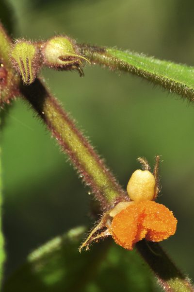 Aphelandra flava, photographed by Oscar Marín