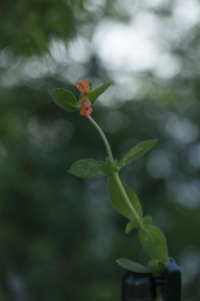 Sinningia incarnata, photographed by Oscar Marín