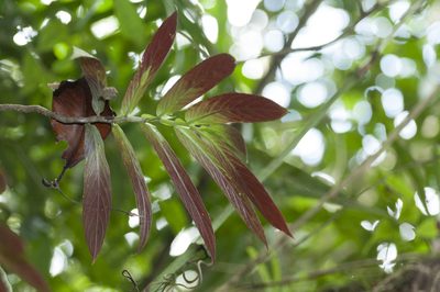 Columnea skogii, photographed by Oscar Marín