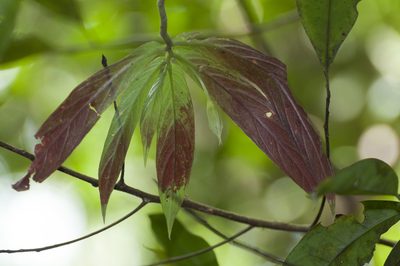 Columnea skogii, photographed by Oscar Marín