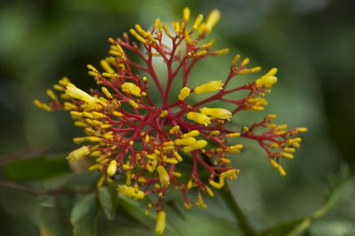 Palicourea guianensis, photographed by Oscar Marín