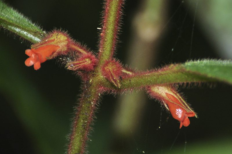 Besleria tuberculata, photographed by Oscar Marín