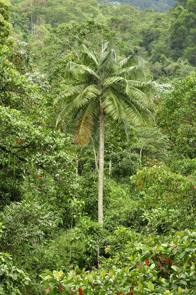 Ceroxylon alpinum, photographed by Oscar Marín