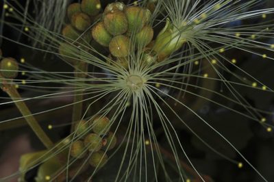 Inga ingoides, photographed by Oscar Marín