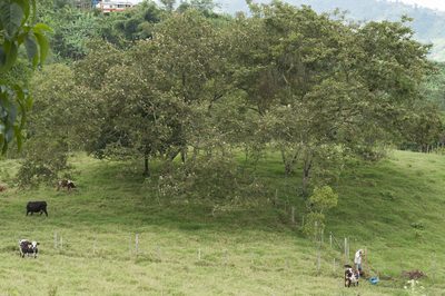 Inga ingoides, photographed by Oscar Marín