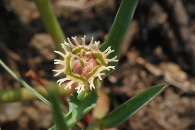 Euphorbia trichadenia, photographed by Andrew Deacon