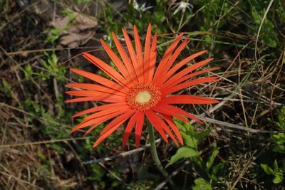 Gerbera jamesonii, photographed by Andrew Deacon