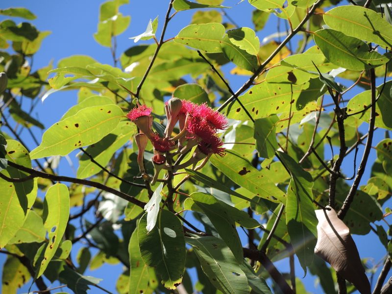Corymbia ptychocarpa, photographed by coenobita