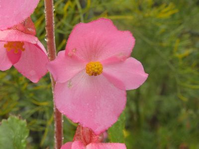 Begonia gracilis, photographed by J Alejandro González Castillo