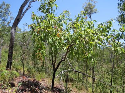 Corymbia ptychocarpa, photographed by coenobita