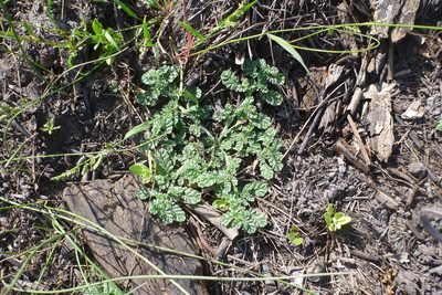 Coldenia procumbens, photographed by coenobita