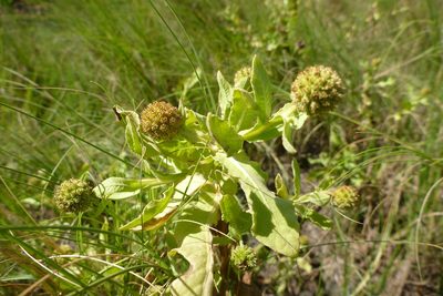 Sphaeranthus africanus, photographed by coenobita