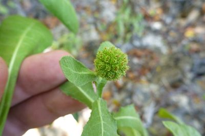 Sphaeranthus africanus, photographed by coenobita