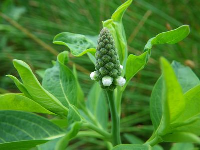 Sphenoclea zeylanica, photographed by coenobita
