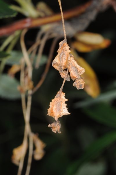Polylepis australis, photographed by aacocucci