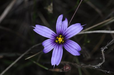 Sisyrinchium chilense, photographed by aacocucci