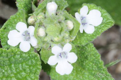 Lepechinia meyenii, photographed by aacocucci