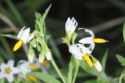 Solanum salicifolium, photographed by aacocucci