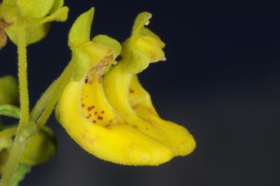 Calceolaria teucrioides, photographed by aacocucci