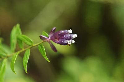 Cavendishia angustifolia, photographed by Oscar Marín