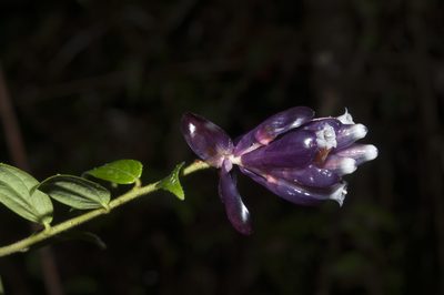Cavendishia angustifolia, photographed by Oscar Marín