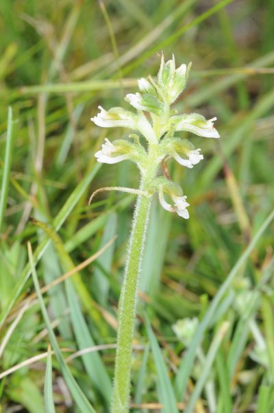 Cyclopogon apricus, photographed by aacocucci