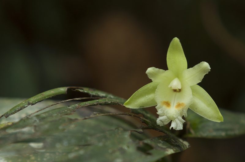 Sobralia bimaculata, photographed by Oscar Marín