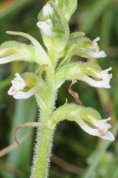 Cyclopogon apricus, photographed by aacocucci