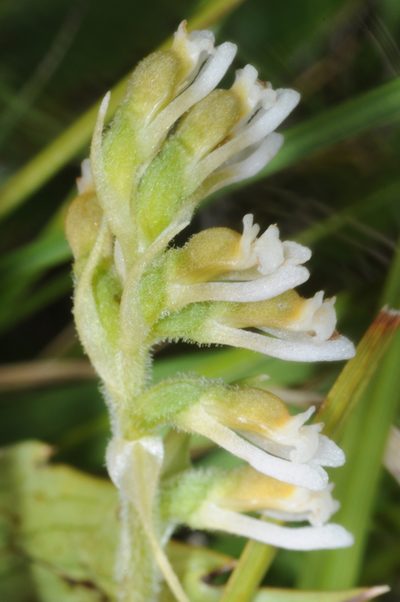 Cyclopogon apricus, photographed by aacocucci