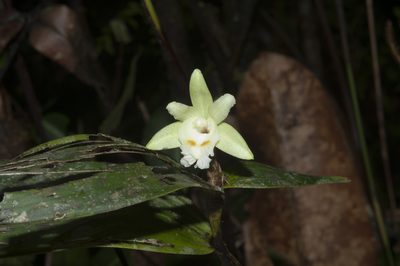 Sobralia bimaculata, photographed by Oscar Marín