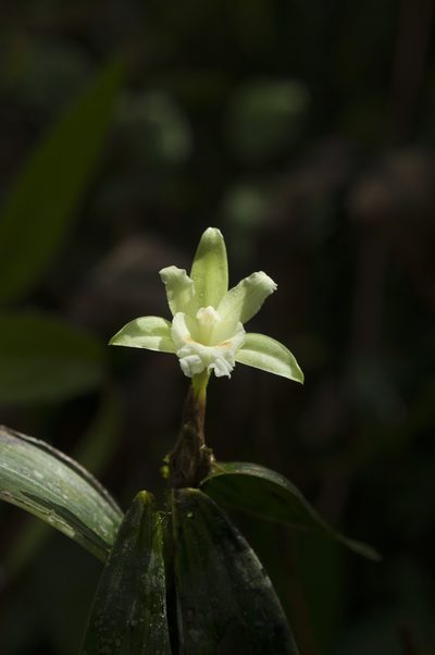 Sobralia bimaculata, photographed by Oscar Marín