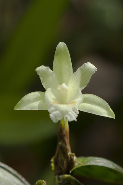 Sobralia bimaculata, photographed by Oscar Marín