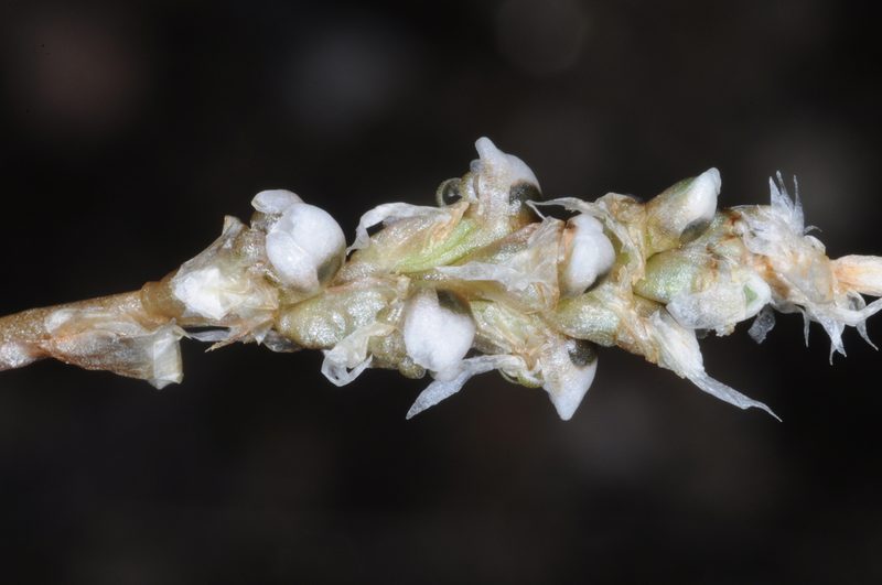 Aa achalensis, photographed by aacocucci
