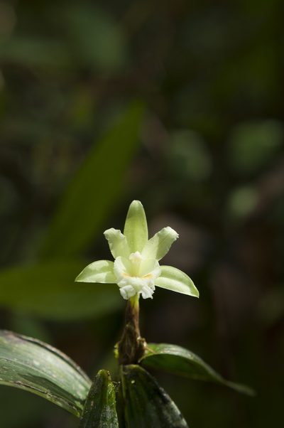 Sobralia bimaculata, photographed by Oscar Marín