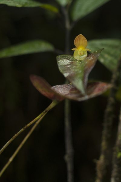 Pleurothallis lunaris, photographed by Oscar Marín