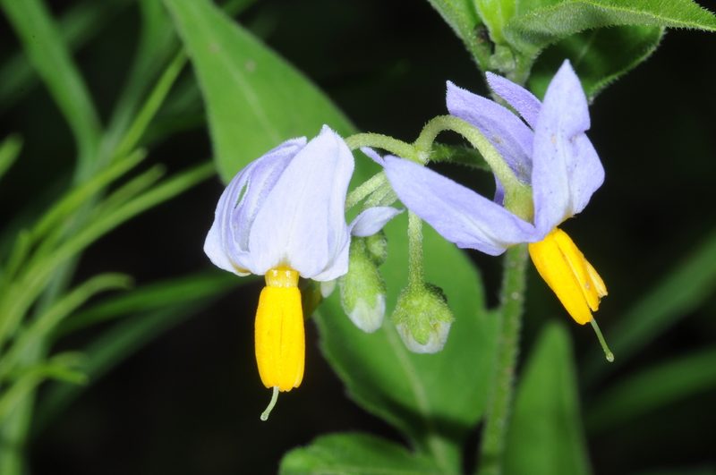 Solanum salicifolium, photographed by aacocucci