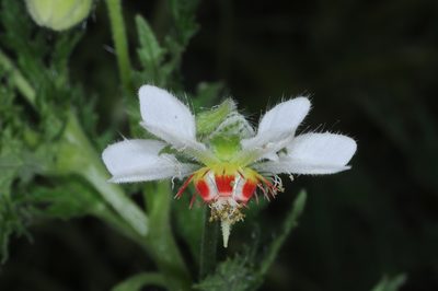 Blumenbachia hieronymi, photographed by aacocucci