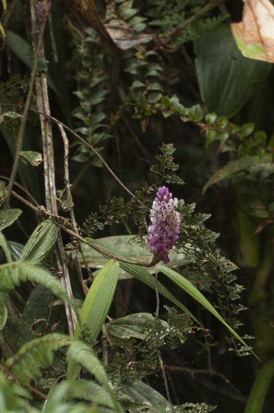 Elleanthus smithii, photographed by Oscar Marín
