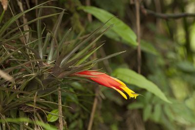 Guzmania angustifolia, photographed by Oscar Marín