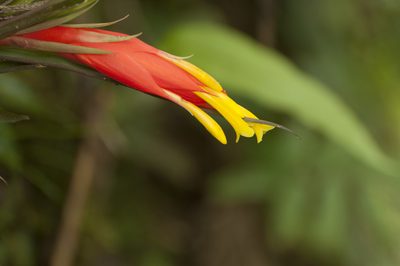 Guzmania angustifolia, photographed by Oscar Marín