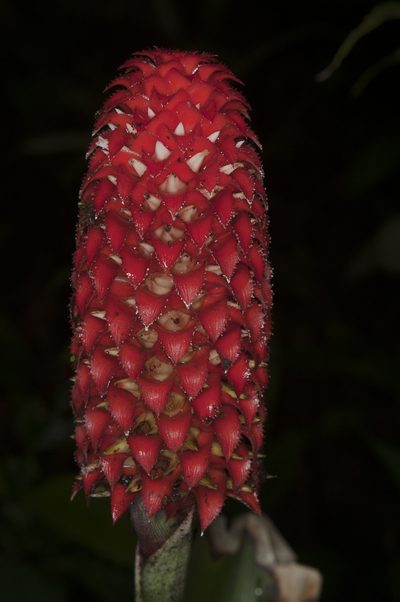Ronnbergia veitchii, photographed by Oscar Marín