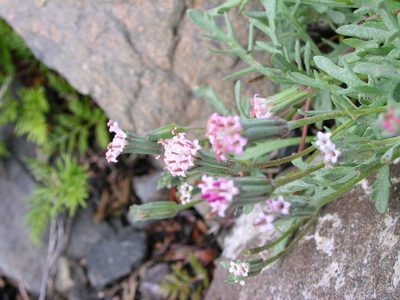Chaenactis thompsonii, photographed by John Brew