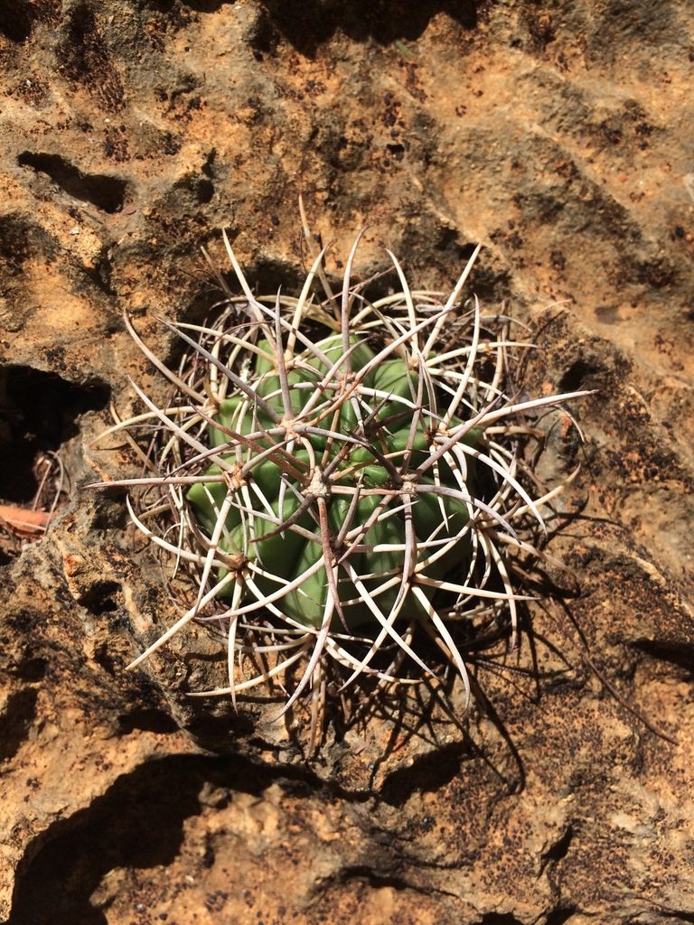 Melocactus pachyacanthus, photographed by B. Phalan