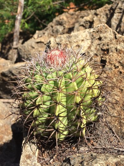 Melocactus pachyacanthus, photographed by B. Phalan
